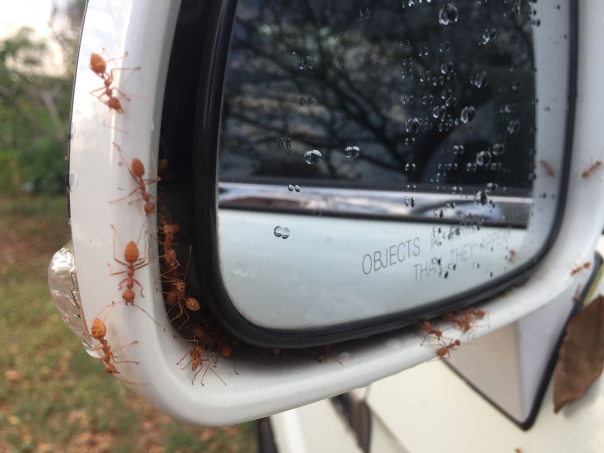 How to Get Rid of Ants in the Car